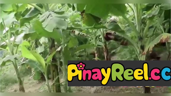 Malawak ang lupain at negosyo ni Lando